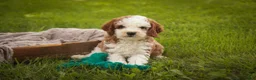 Cavapoo dogs for sale: Larry Cavapoo  - Ad 9