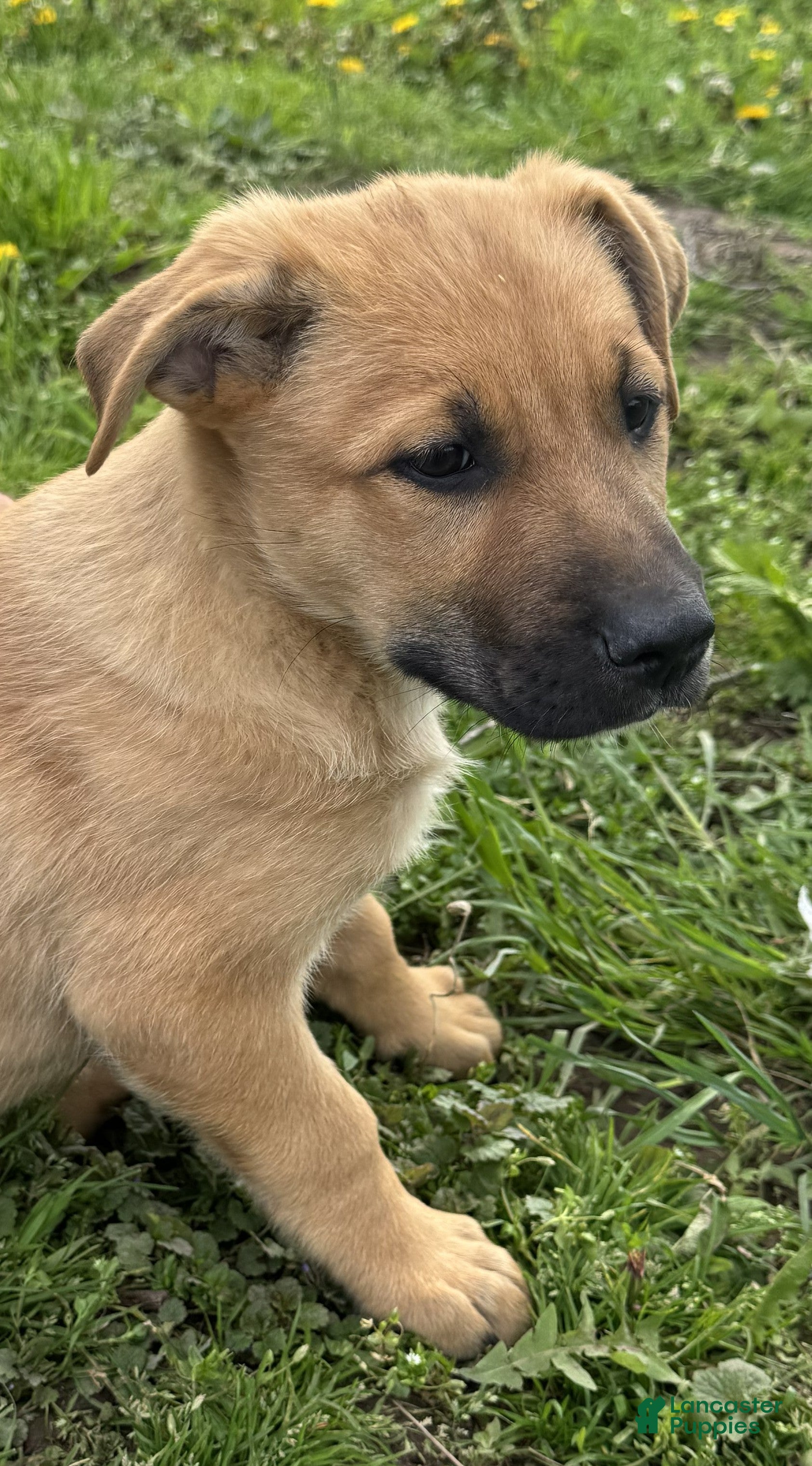 German Shepherd dogs German Shepherd Puppy 1 Kalico - Ad 5