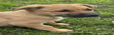 German Shepherd Puppy 1 Kalico