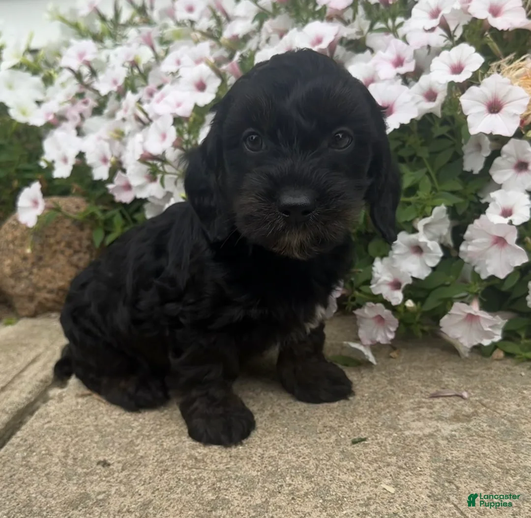 Mixed Breed dogs for sale: Benny - Ad 1