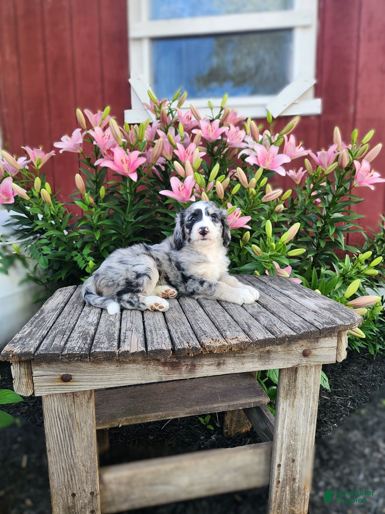Bernedoodle dogs Cammy - Ad 1