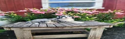 Bernedoodle dogs for sale: Cammy - Ad 1