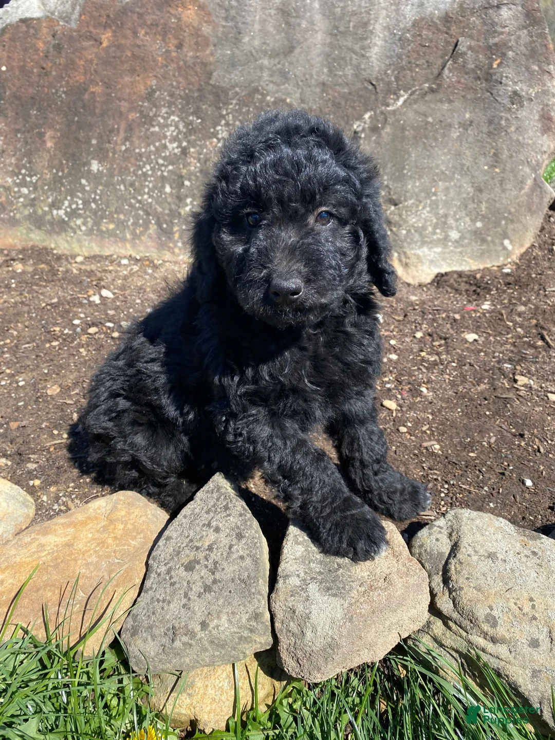 Aussiedoodle dogs for sale: Black Jack - Ad 1