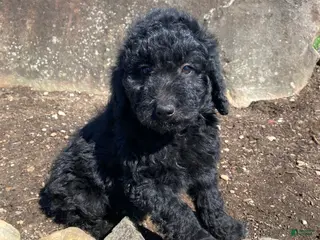Aussiedoodle dogs for sale: Black Jack - Ad 4