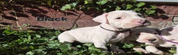 Dogo Argentino dogs for sale: Dogo Argentino Puppy 3 - Ad 2
