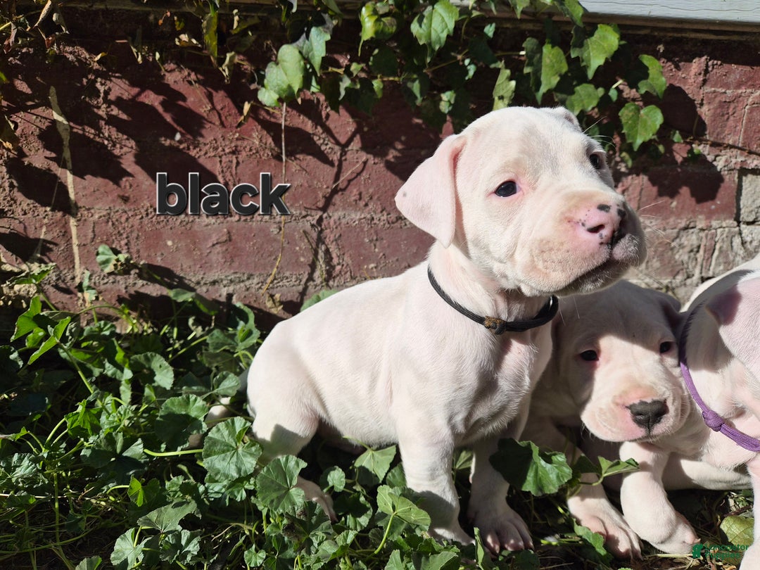 Dogo Argentino dogs for sale: Dogo Argentino Puppy 3 - Ad 2