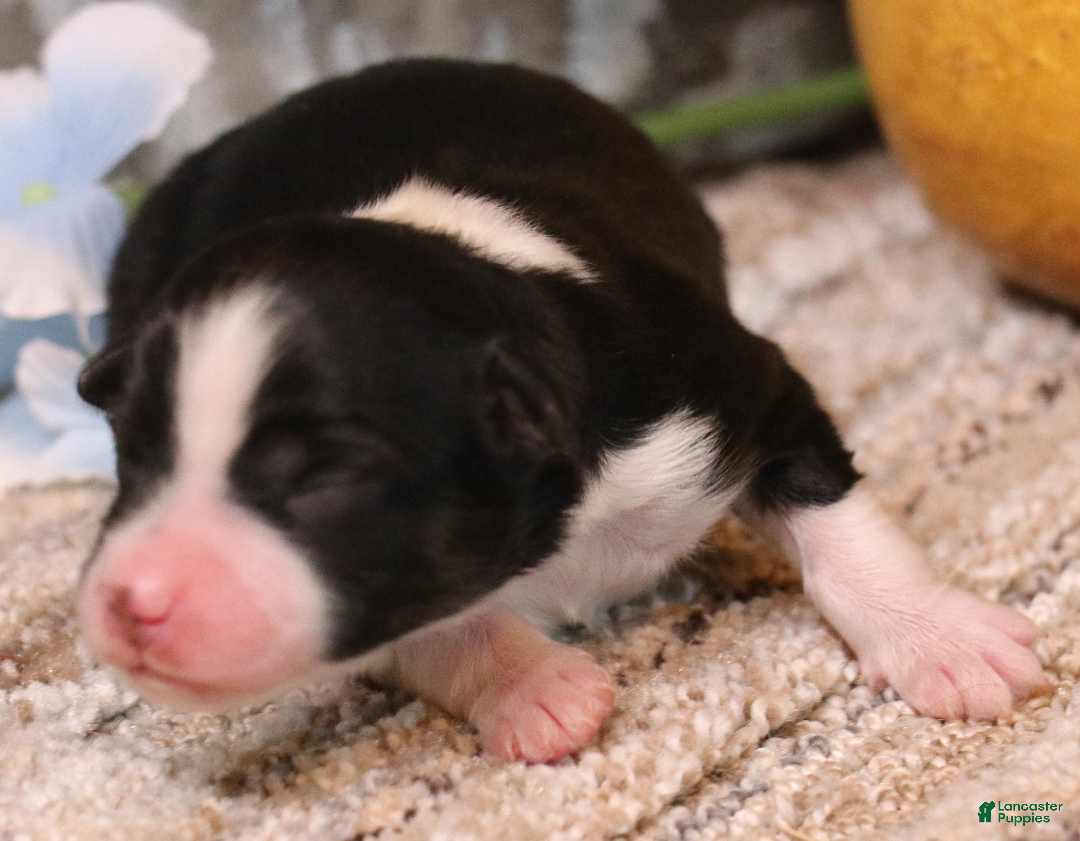Toy Australian Shepherd dogs Cookie black-tri - Ad 22