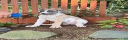 Great Dane dogs for sale: Parker Great Dane  - Ad 11