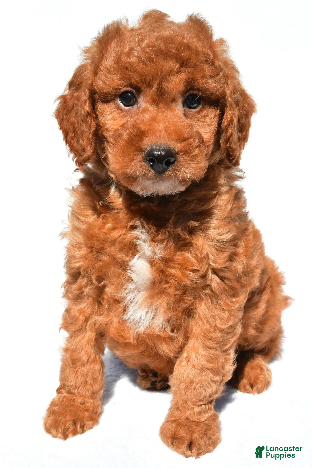 Mini Goldendoodle dogs for sale: Chester - Ad 2