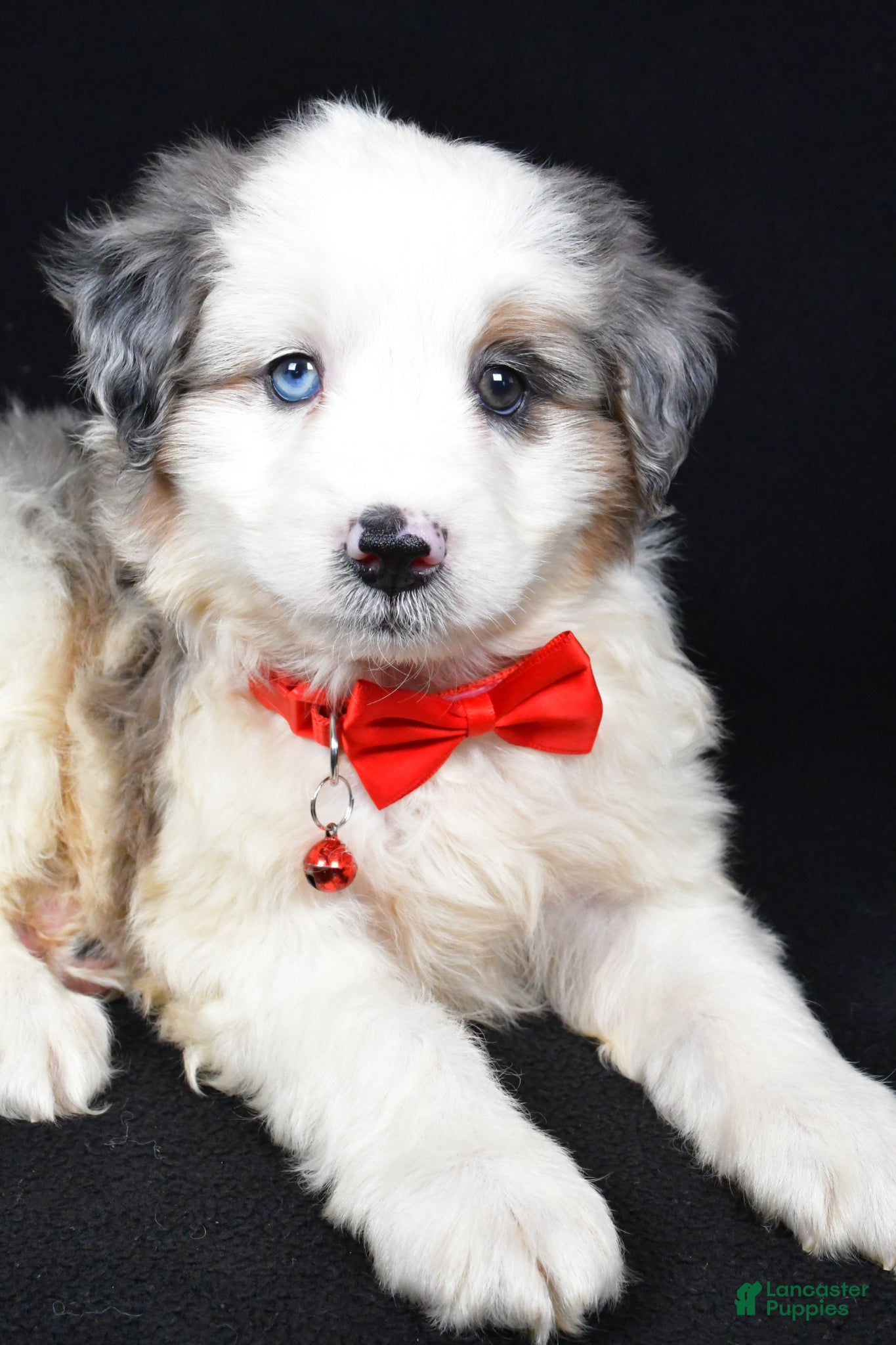 Mini Aussiedoodle dogs Wiggles - Ad 2