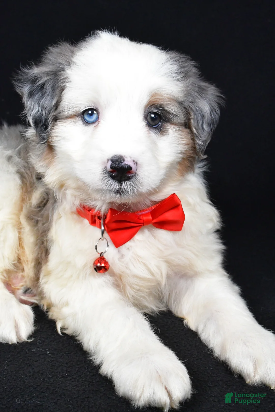 Mini Aussiedoodle dogs for sale: Wiggles - Ad 2