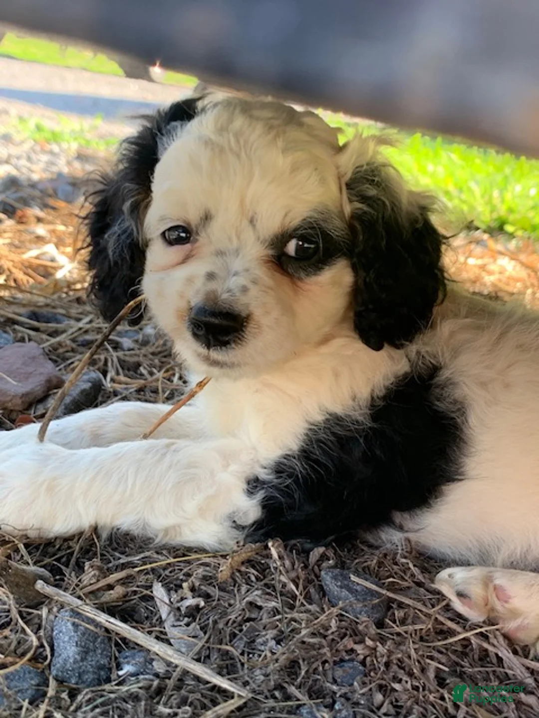 Cockapoo dogs for sale: Snowball - Ad 1