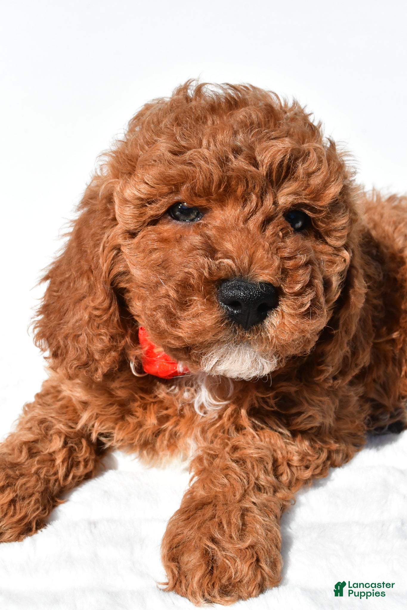 Miniature Poodle dogs for sale: Shawn - Ad 5