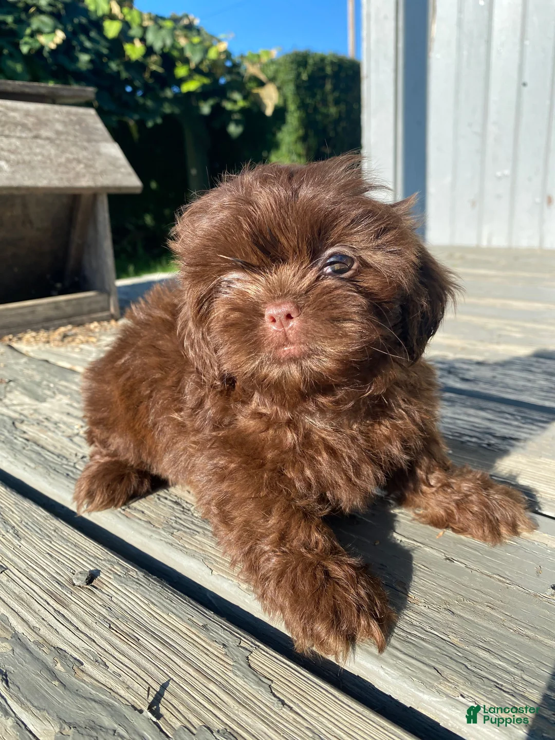 Shih Tzu dogs for sale: Luna - Ad 13