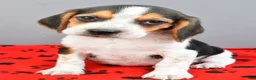 Beagle dogs for sale: Diamond - Ad 6
