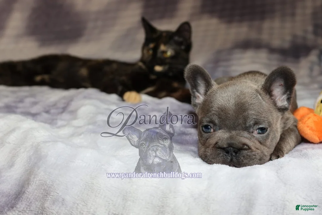 French Bulldog dogs for sale: Epic - Ad 9