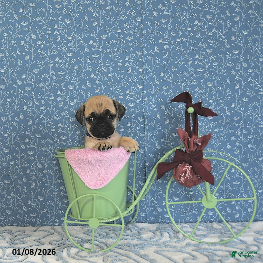 Pug dogs for sale: Liana - Ad 2