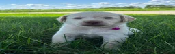Labrador Retriever dogs for sale: Oakley - Ad 7