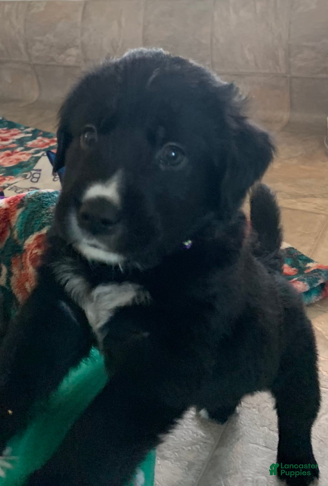 Goldador dogs for sale: Frenchie  - Ad 5