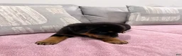 Rottweiler dogs for sale: Rottweiler Puppy 1 - Ad 4