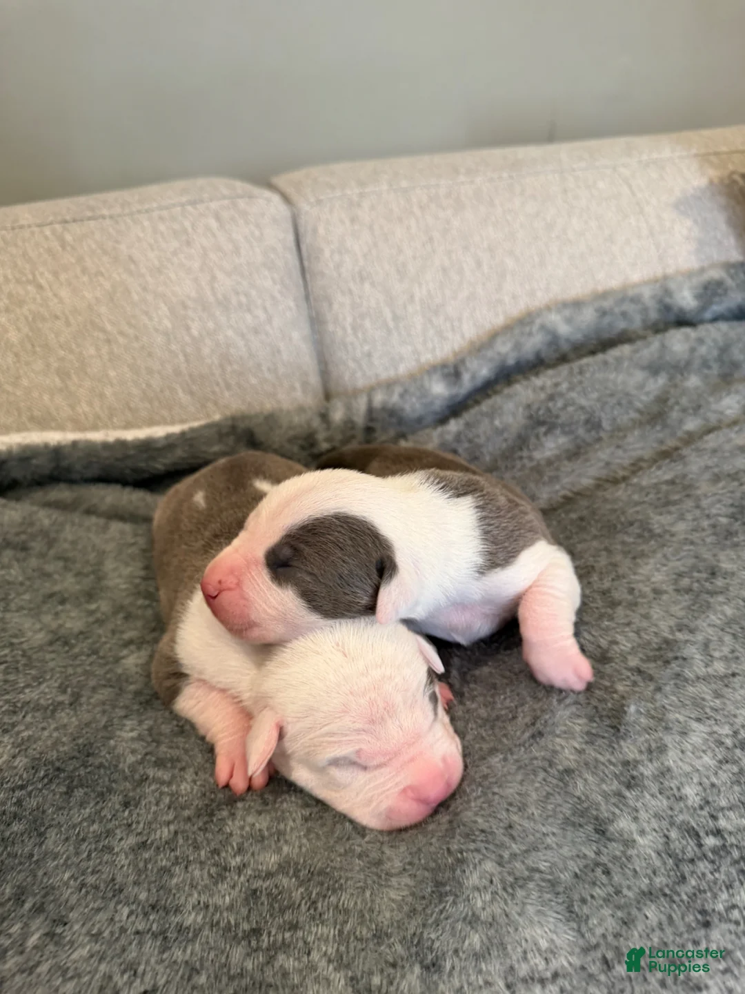 American Pit Bull Terrier dogs for sale: American Pit Bull Terrier Puppy 9 - Ad 1