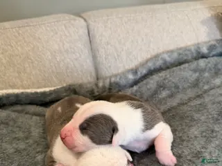 American Pit Bull Terrier dogs American Pit Bull Terrier Puppy 9 - Ad 17