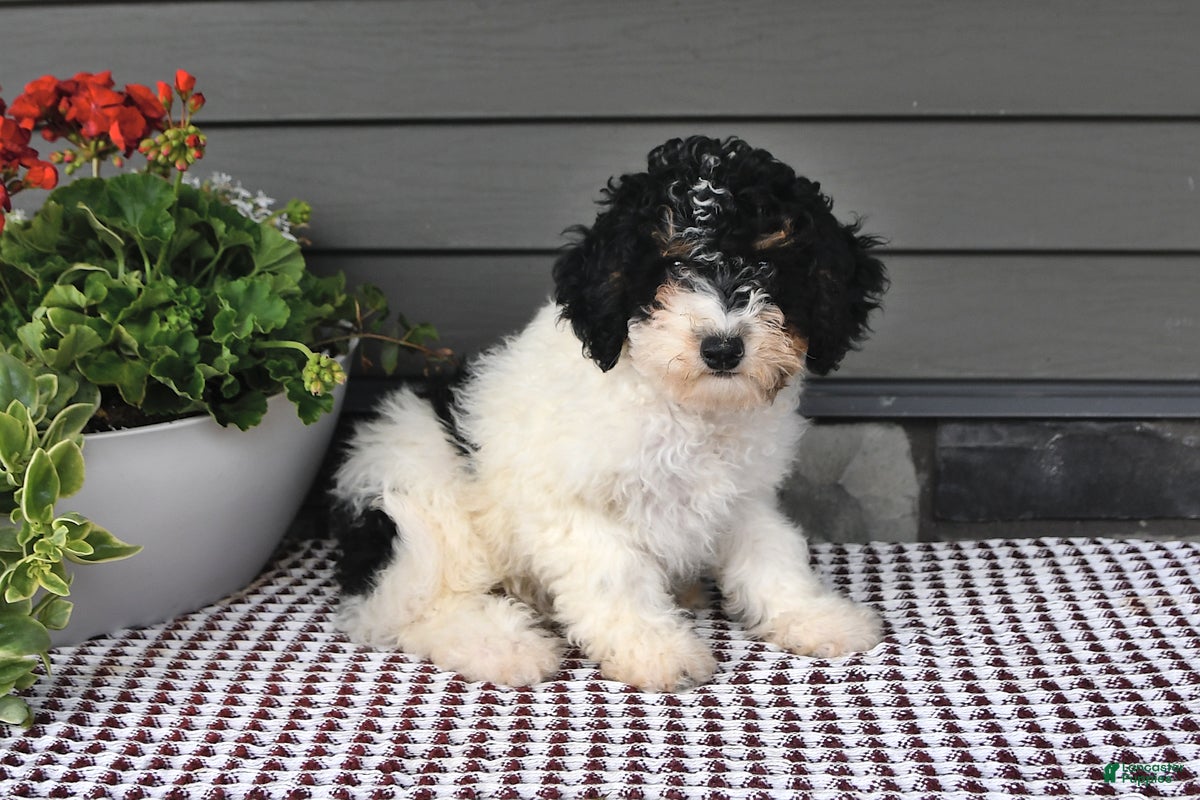 Mini Sheepadoodle dogs Stacy - Ad 1