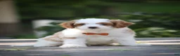 Cavapoo dogs for sale: Jasper - Ad 2