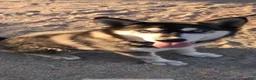 Pitsky dogs for sale: Pitsky 7 - Ad 12
