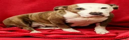 American Pit Bull Terrier dogs for sale: American Pit Bull Terrier 4 - Ad 3
