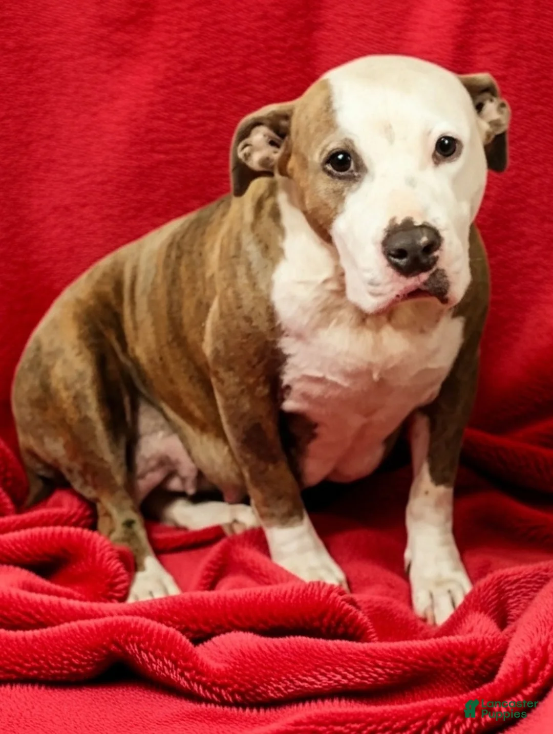 American Pit Bull Terrier dogs for sale: American Pit Bull Terrier 1 - Ad 2