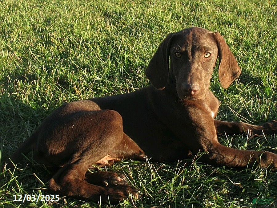 German Shorthaired Pointer dogs Rocky - Ad 3