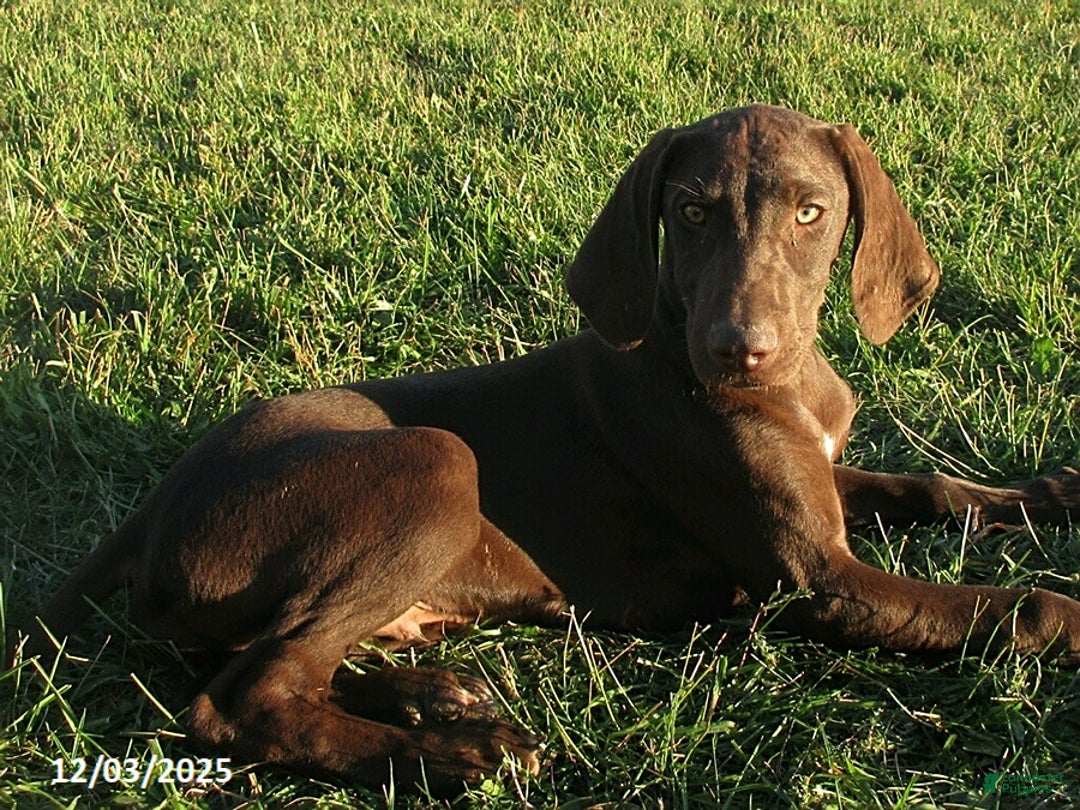 German Shorthaired Pointer dogs for sale: Rocky - Ad 1