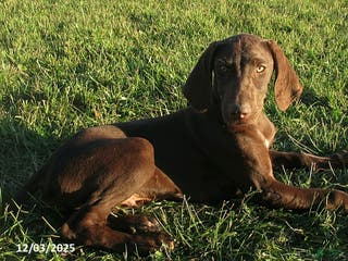 German Shorthaired Pointer dogs Rocky - Ad 5