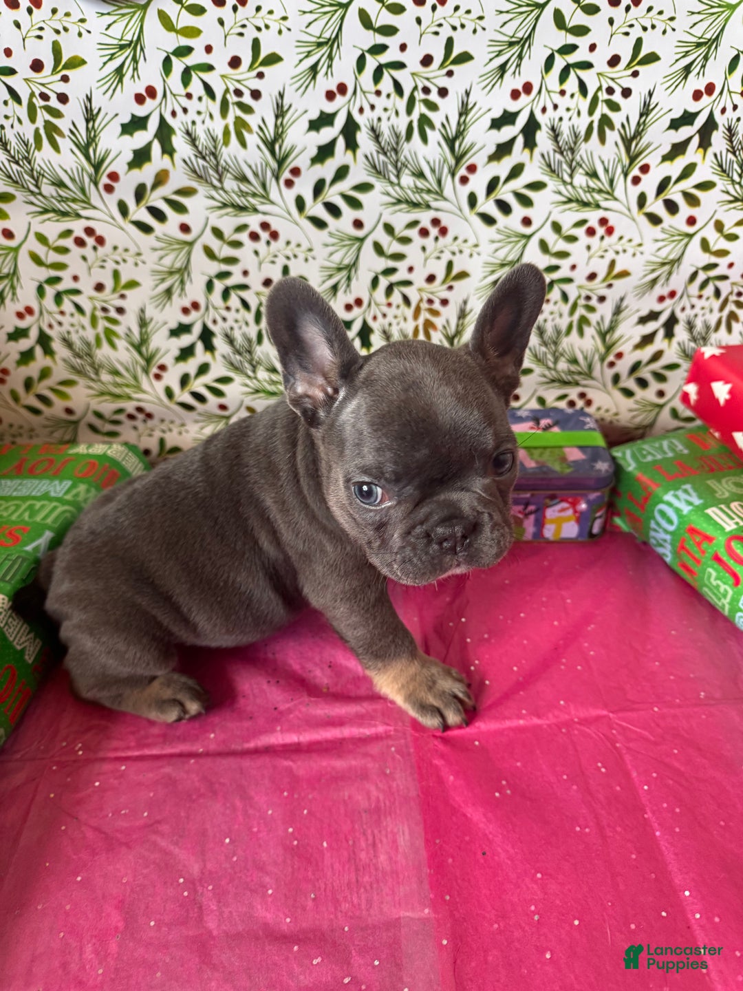 French Bulldog dogs for sale: ROSIE - Ad 7