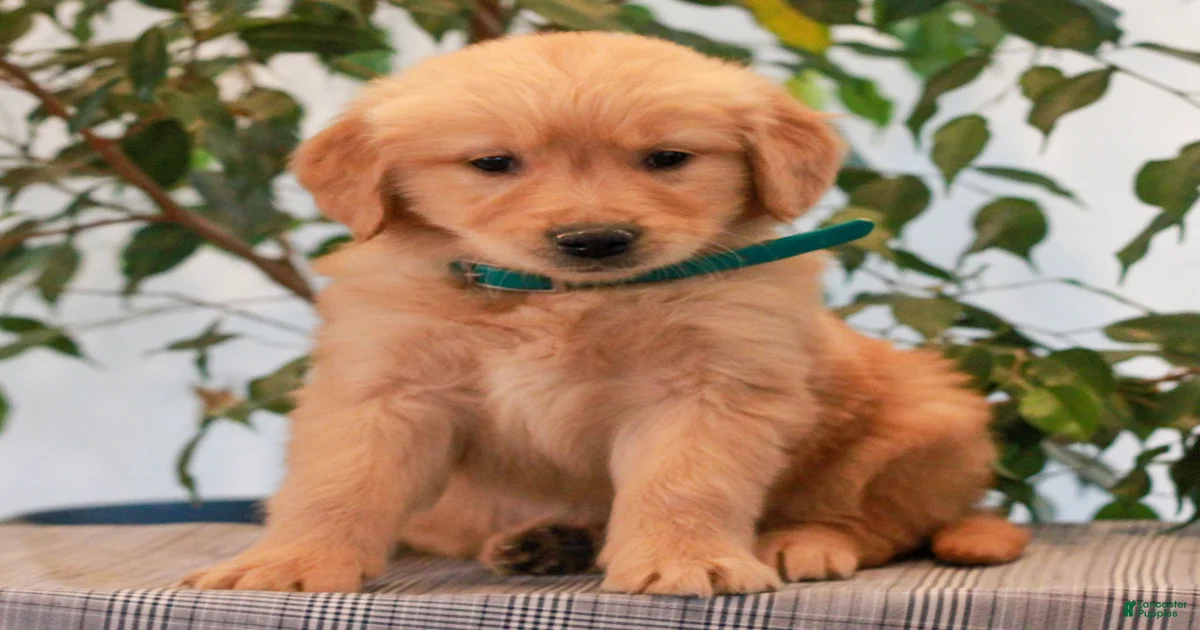 Phillip Golden Retriever for sale in Lititz | Lancaster Puppies