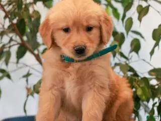 Golden Retriever dogs for sale: Phillip - Ad 1
