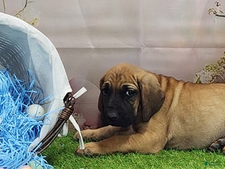 Mixed Breed dogs 2025 Bloodahoula Male 1 "Huck" - Ad 41