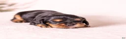 Cavalier King Charles Spaniel dogs for sale: Bravo  - Ad 8