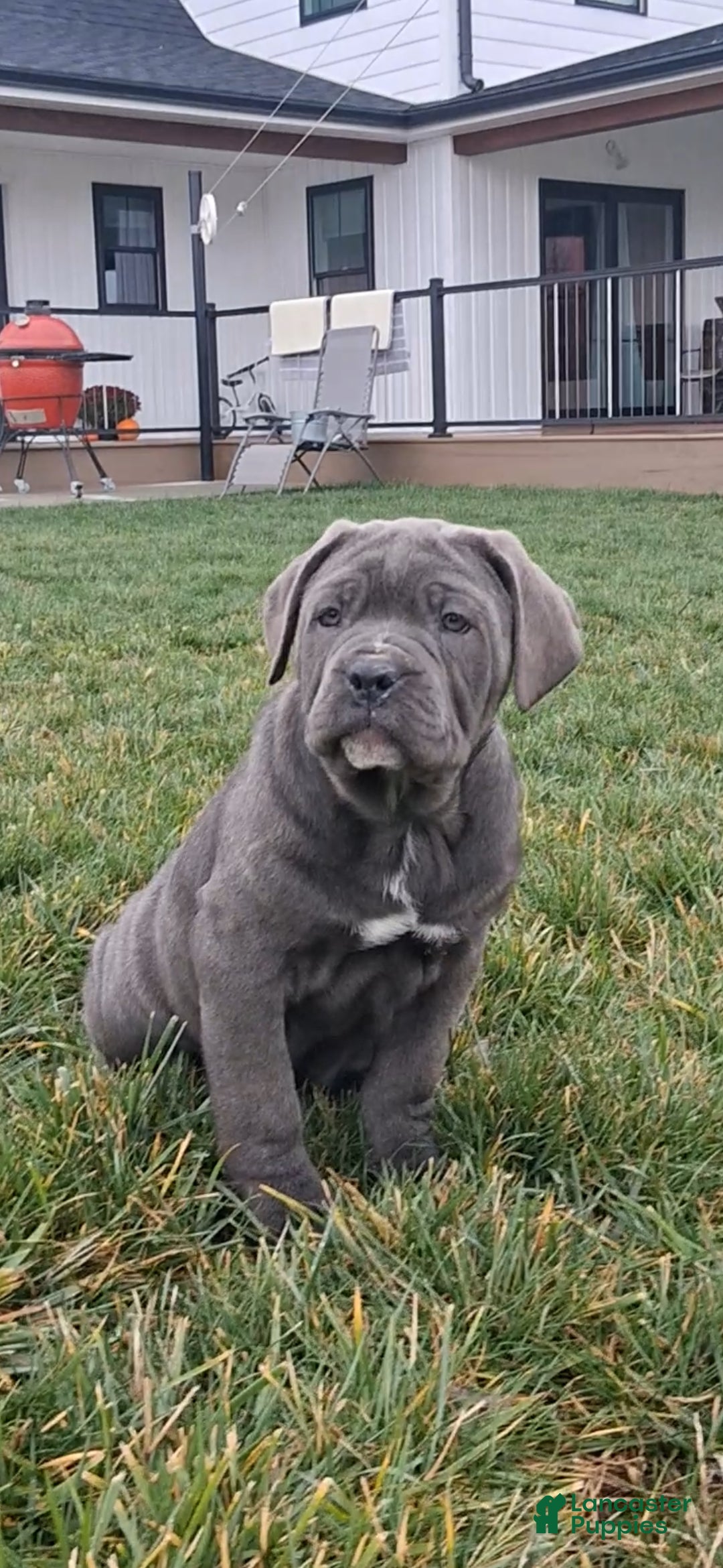 Cane Corso dogs for sale: Shiloh - Ad 2