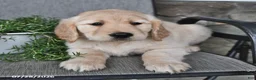 Mixed Breed dogs for sale: Tinker - Ad 4