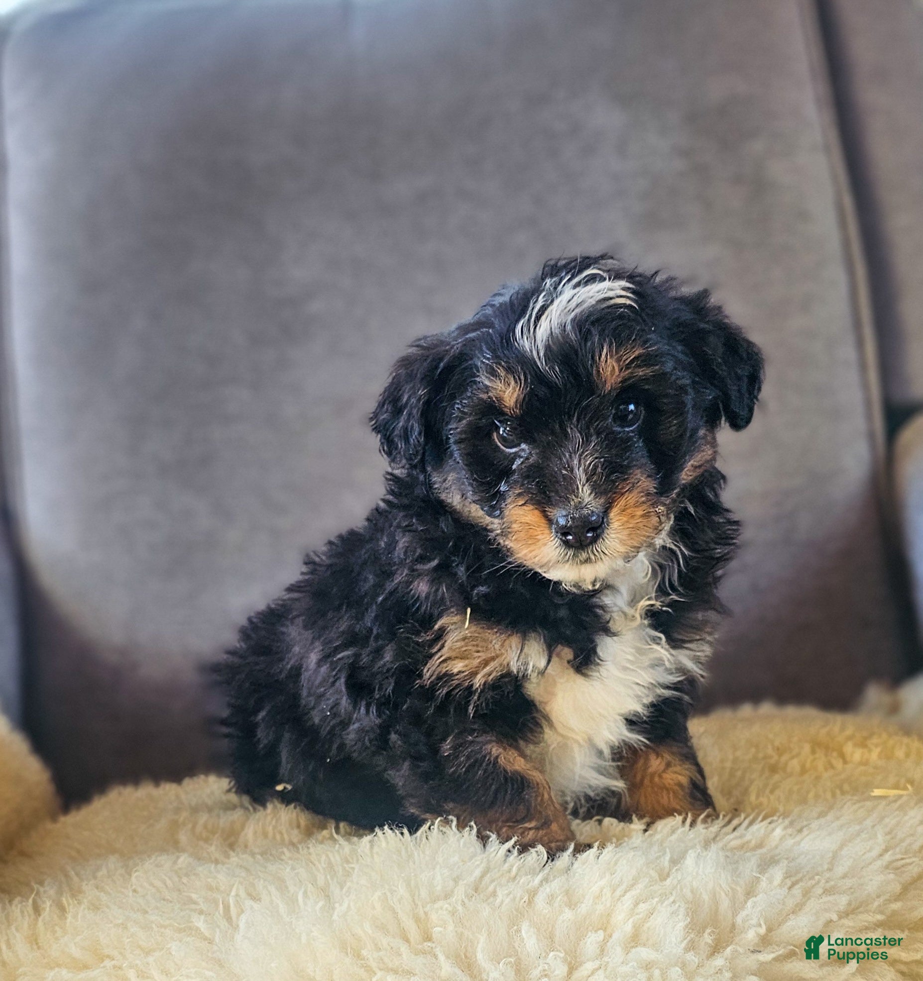 Mini Bernedoodle dogs Wilma - Ad 2