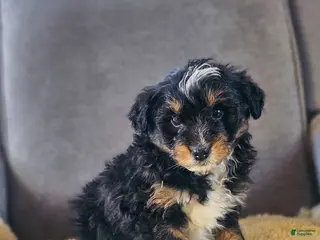 Mini Bernedoodle dogs Wilma - Ad 2