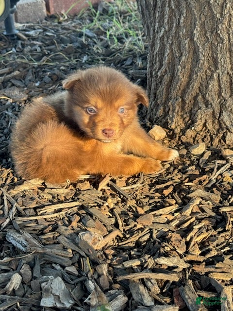 Miniature Australian Shepherd dogs Sunny - Ad 2