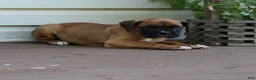 Boxer dogs for sale: Otis - Ad 7