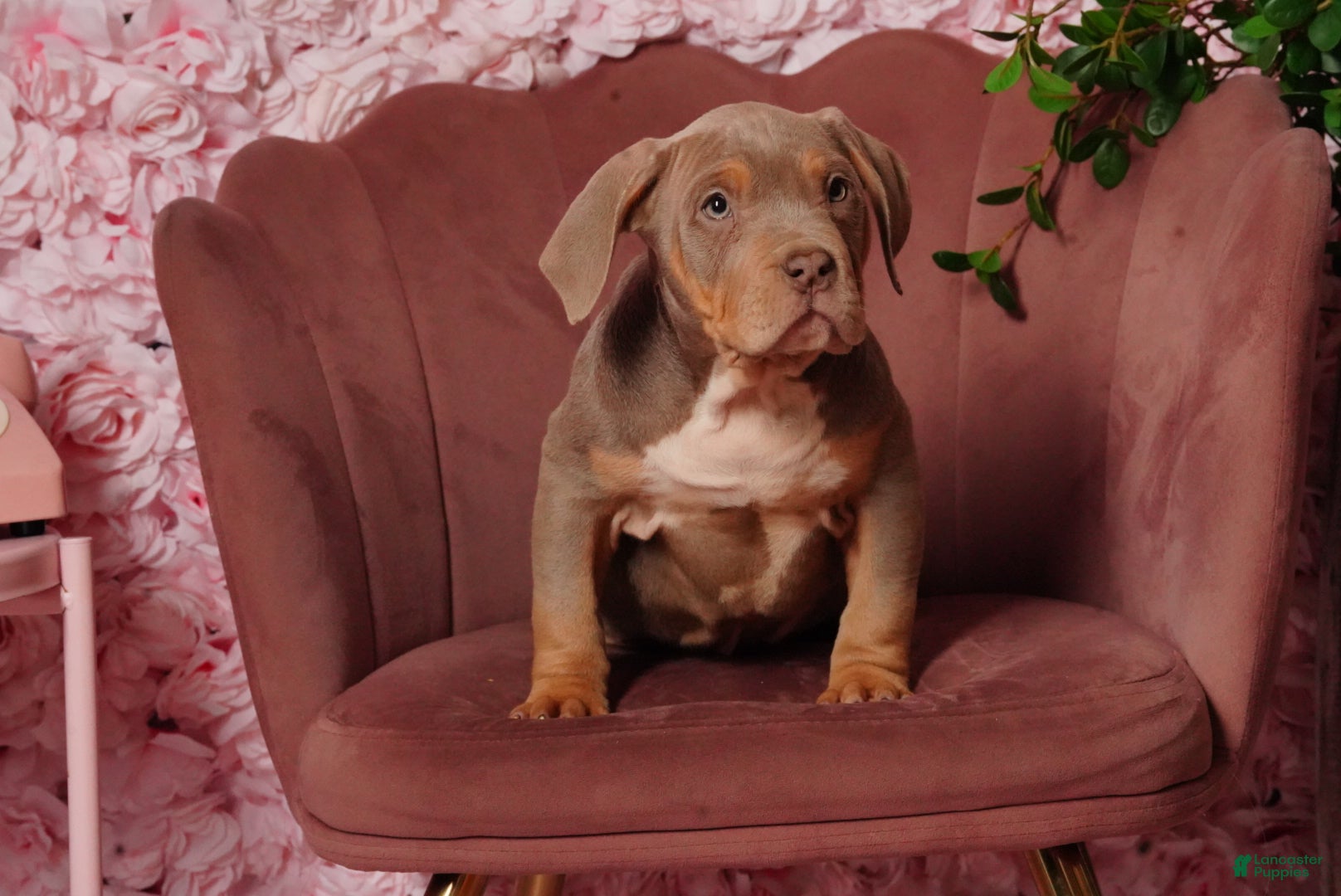 American Bully dogs Taci  - Ad 5