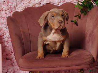 American Bully dogs Taci - Ad 2