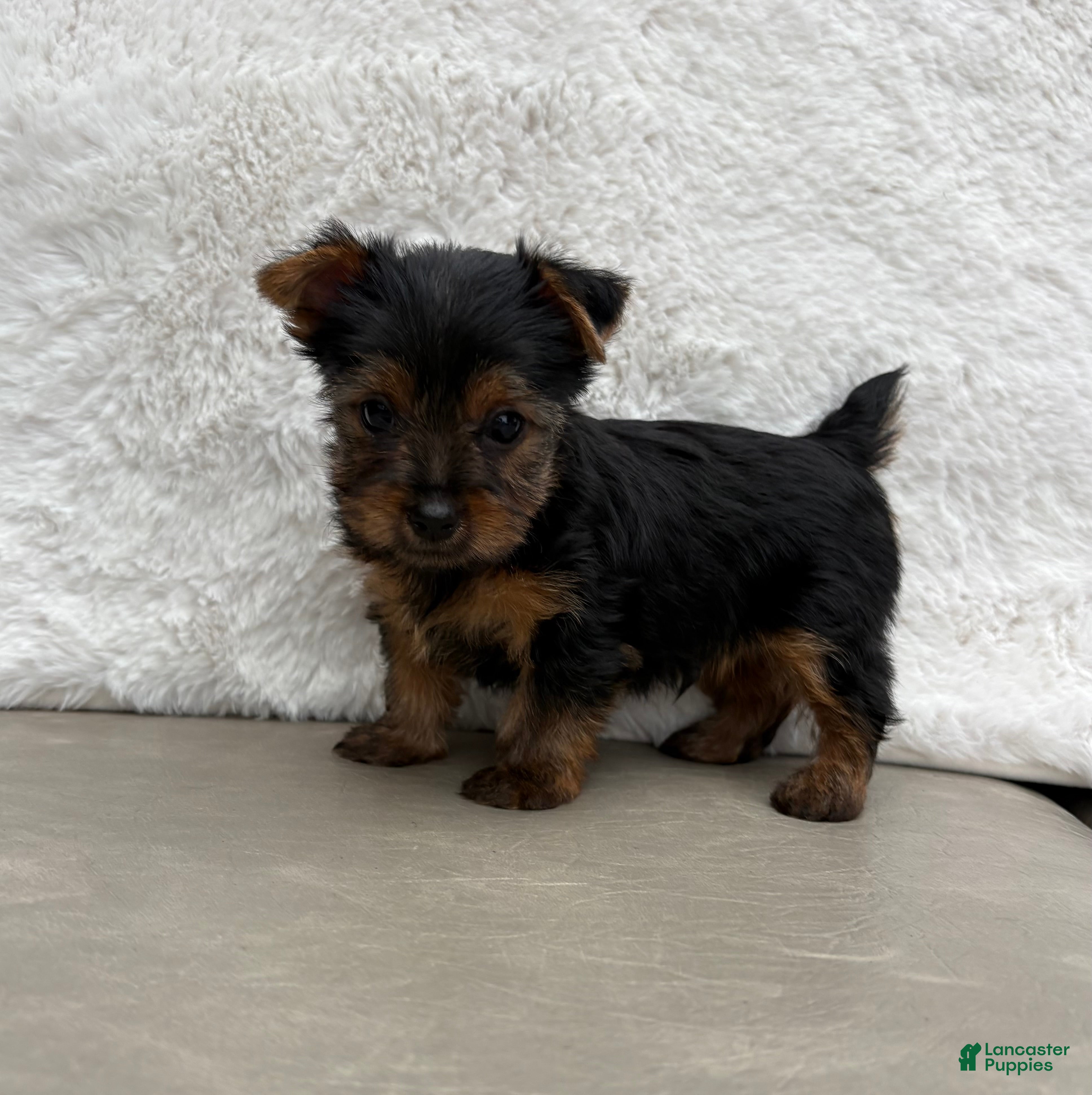 Yorkshire Terrier dogs  Chase - Ad 2