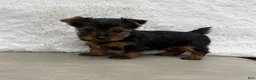 Yorkshire Terrier dogs for sale: Cassie - Ad 16