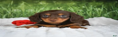 AKC Daisy